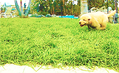 Golden Retriever Puppy Playing Outside GIF