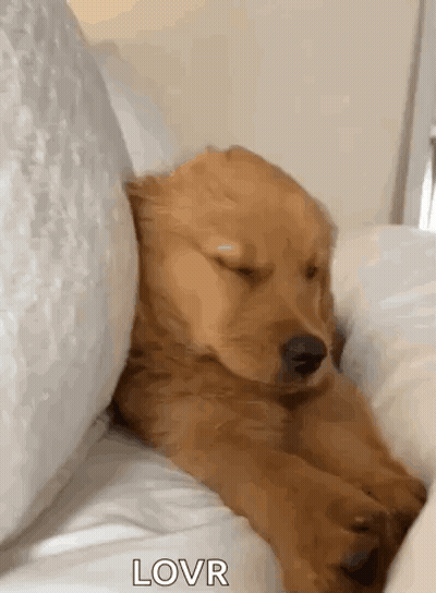 Golden Retriever Puppy Sleeping on Bed