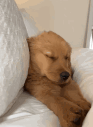 Golden Retriever Puppy Sleepy Meme  GIF