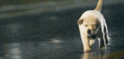 Golden Retriever Running Puppy GIF