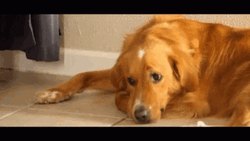 Golden Retriever Sad Dog GIF