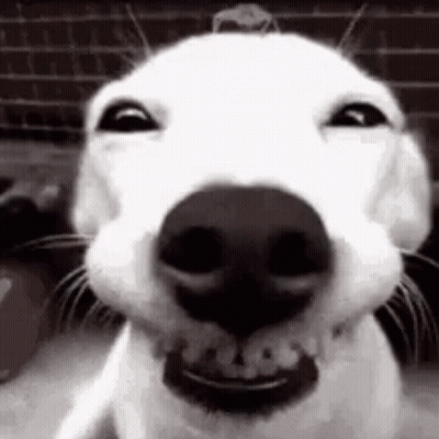 Golden Retriever Sitting With Eyes Closed And Mouth Open GIF