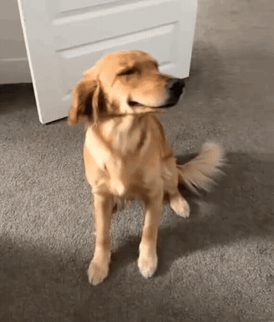 Golden Retriever Sitting With Eyes Closed And Mouth Open GIF