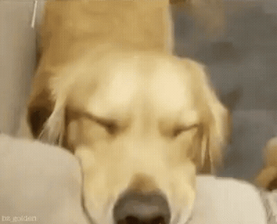 Golden Retriever Sleeping GIF