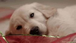 Golden Retriever Sleeping Puppy GIF