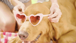 Golden Retriever Sunny Summer GIF