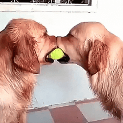Golden Retriever The Peacemaker GIF