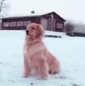Golden Retriever Waiting Patiently In Snow GIF