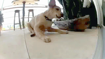 Golden Retriever With Chick Friend GIF