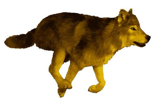 Golden Wolf Walking With Open Mouth Sticker