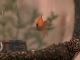 Goldfish Breathing In Its Bowl GIF