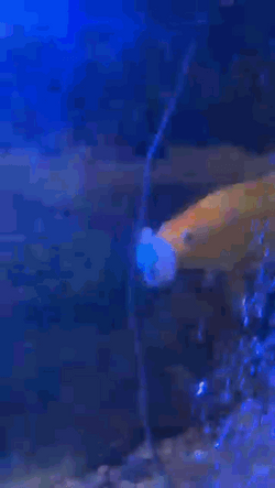Goldfish Using A Baby Pacifier GIF