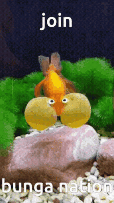 Goldfish With Googly Eyes Saying Join Bunga Nation GIF