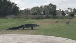 Golf Course Alligator