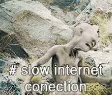 Gollum Slow Internet Connection Meme GIF