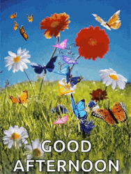 Good Afternoon Butterflies In Garden GIF
