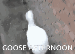 Good Afternoon Dancing Duck GIF