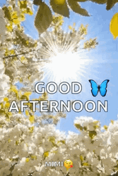 Good Afternoon Dazzling Sun GIF