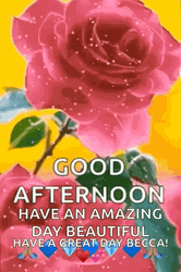 Good Afternoon Happy Tuesday Shimmering Rose Bloom GIF