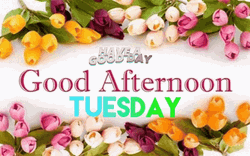 Good Afternoon Happy Tuesday Tulip Flowers GIF