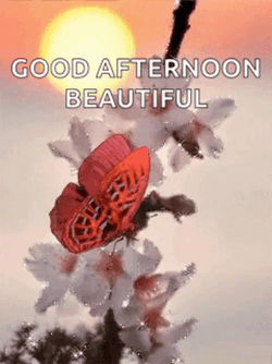 Good Afternoon My Love Pink Butterfly White Flowers GIF