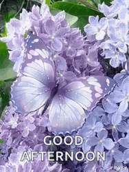 Good Afternoon Purple Butterfly
