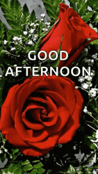 Good Afternoon Red Roses