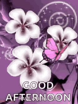 Good Afternoon Rollygifs GIF