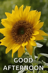 Good Afternoon Sunflower GIF