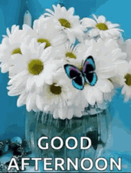 Good Afternoon Wednesday Butterfly GIF