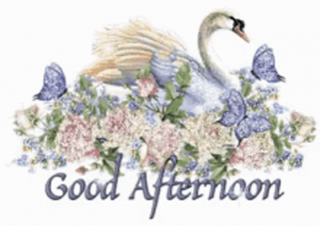 Good Afternoon Wednesday Swan GIF