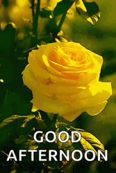 Good Afternoon Yellow Rose