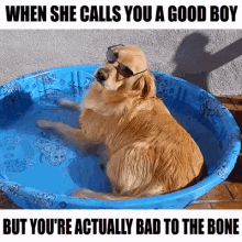 Good Boy Bad Dog Cool GIF