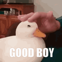 Good Boy Duck American Pekin GIF