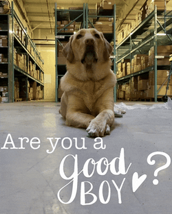 Good Boy Labrador Dog Staying Down GIF