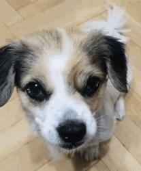 Good Boy Puppy Dog Eyes GIF