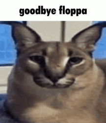 Good Bye Floppa Disappear Meme GIF