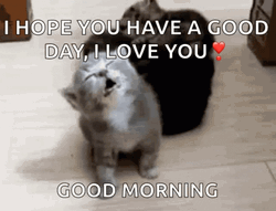 Good Day Love You Sleepy Cat GIF