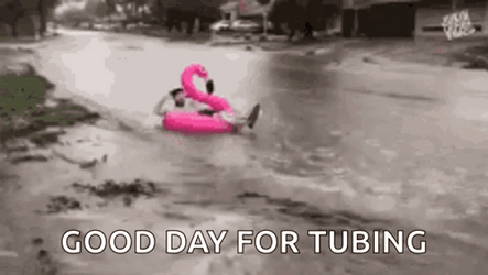 Good Day With Flamingo In Flooding GIF