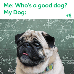Good Dog Adorable Pug Wandering Eyes GIF