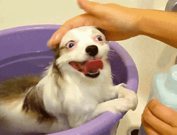 Good Dog Behave In Bath Loop GIF