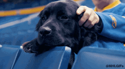 Good Dog Black Labrador Ear Rubbed GIF
