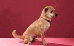 Good Dog Fist Bump Zoom In GIF