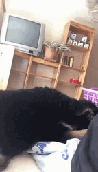 Good Dog Funny Looking Distorted Face GIF
