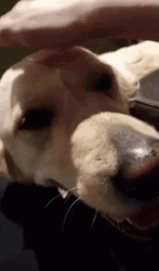 Good Dog Getting Drowsy Loving Head Pats GIF