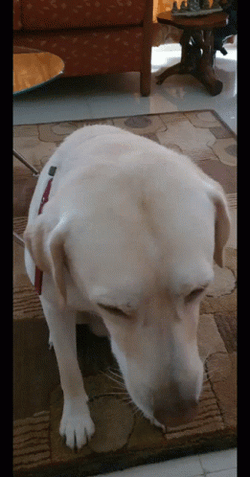 Good Dog Head Down Getting Pets GIF