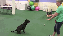 Good Dog Hyper Labrador Catching Ball GIF