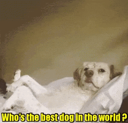 Good Dog Lying Down Paws Up GIF