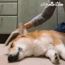 Good Dog Sleeping Corgi Hair Brushed GIF
