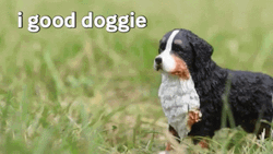 Good Dog Toy Spinning Stop Motion Animation  GIF